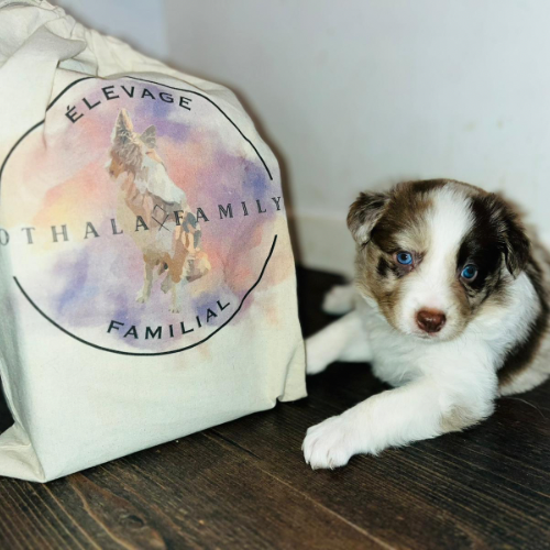 Bolsas personalizadas con logotipo de cría de perros o felinos