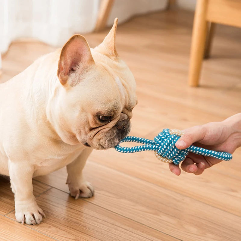 Jouet pour Chiots & Chatons