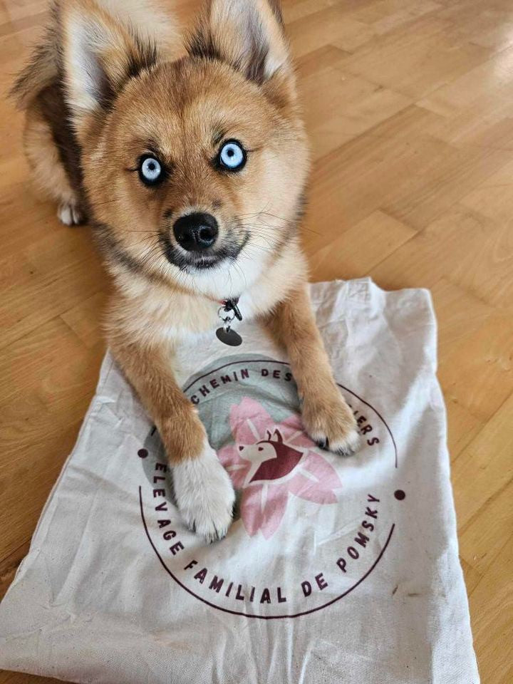 Bolsas personalizadas con logotipo de cría de perros o felinos