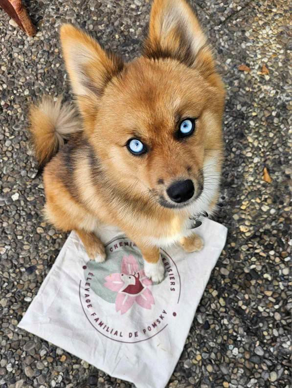 Bolsas personalizadas con logotipo de cría de perros o felinos