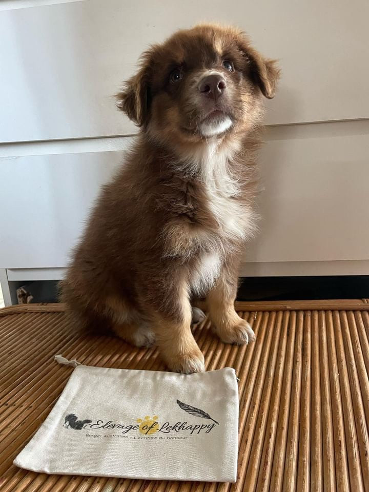 Bolsas personalizadas con logotipo de cría de perros o felinos