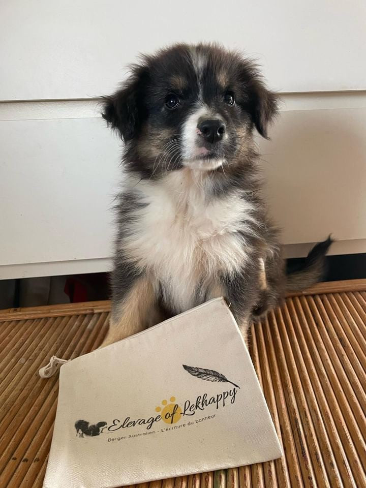 Bolsas personalizadas con logotipo de cría de perros o felinos