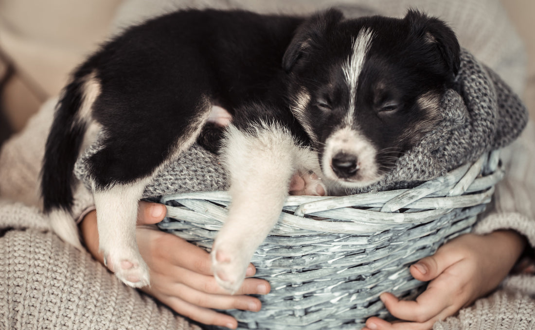 Comment choisir le meilleur lit pour son chiot/chaton ?