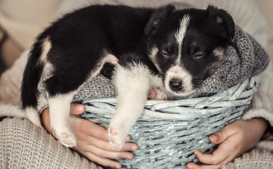 Comment choisir le meilleur lit pour son chiot/chaton ?