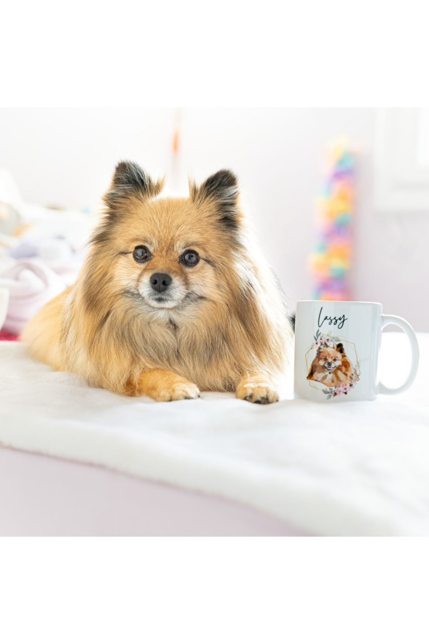 3.Portrait et Accessoires Animaux