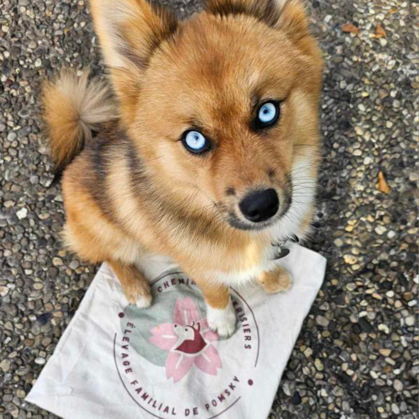 Personalized pouches with dog or cat breeding logo 
