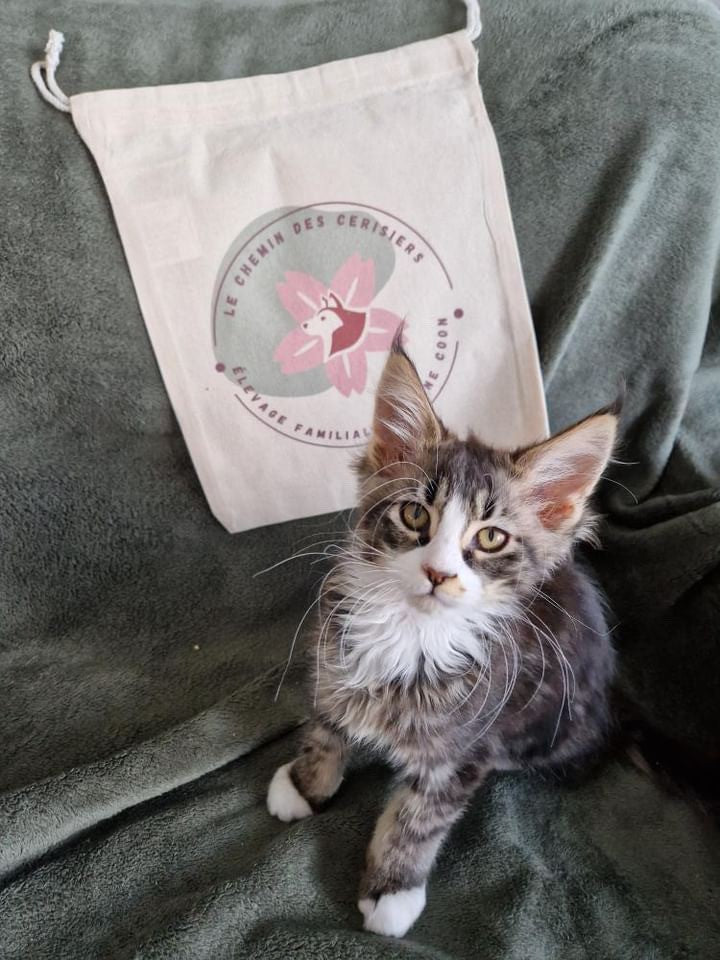 Bolsas personalizadas con logotipo de cría de perros o felinos 