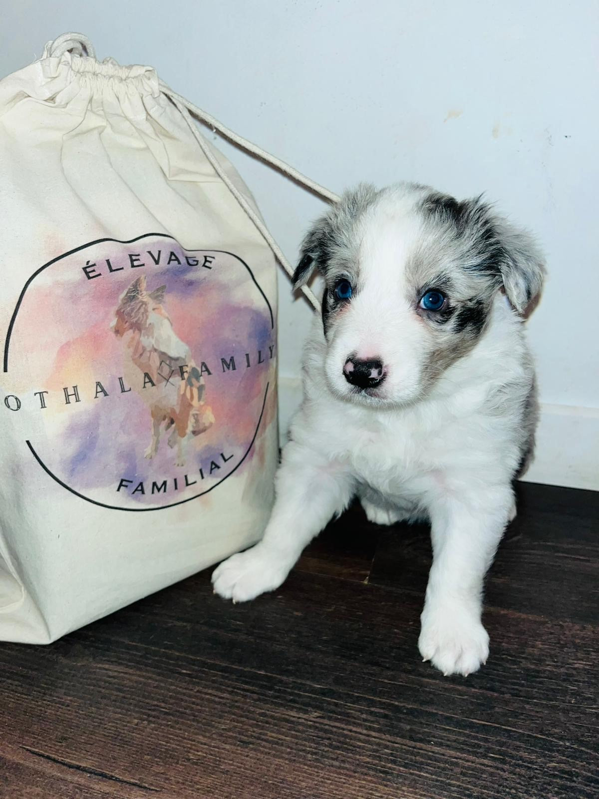 Bolsas personalizadas con logotipo de cría de perros o felinos 